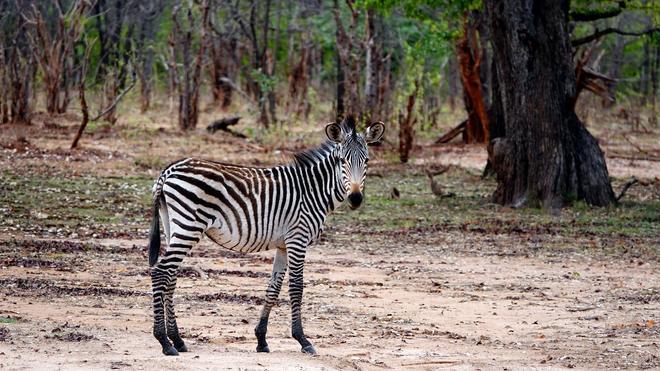 Parque Nacional de Mosi-Oa-Tunya, Zambia