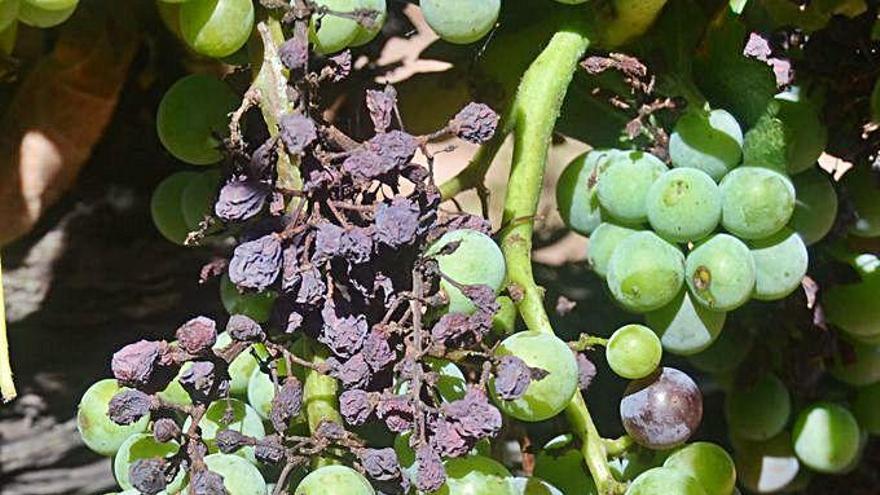 Raïm afectat pel míldiu en una vinya d&#039;un celler de la DO Pla de Bages