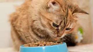 Neus Candela, veterinaria: “Dejar siempre el cuenco lleno de comida puede enfermar a tu gato”