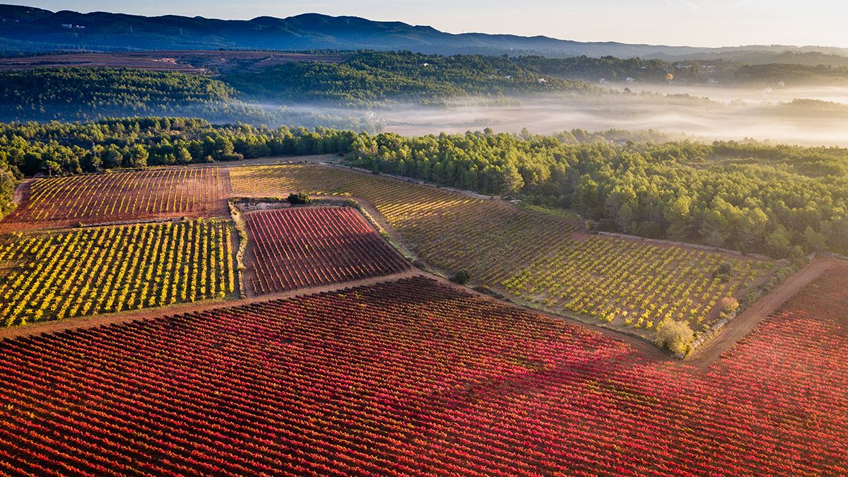 Viñedos en otoño dibujan un mosaico de colores en el interior del Penedès, una de las grandes zonas vitivinícolas del país.