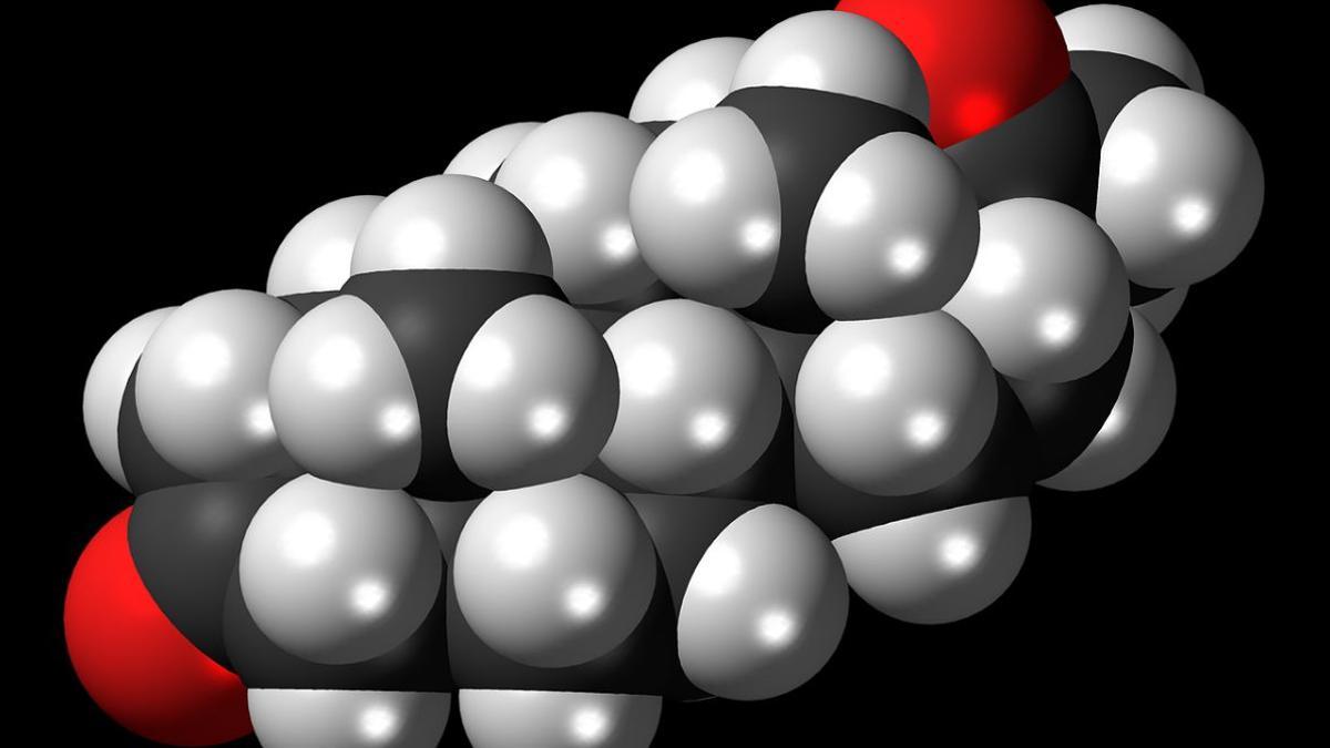 Nuevos detalles sobre el impacto de las hormonas en los ciclos de aprendizaje, en las sinapsis y en la plasticidad neuronal.