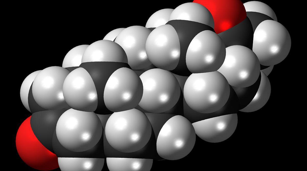 Nuevos detalles sobre el impacto de las hormonas en los ciclos de aprendizaje, en las sinapsis y en la plasticidad neuronal.