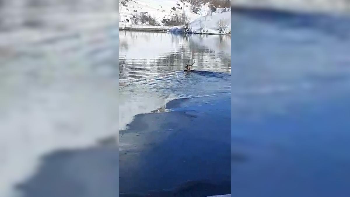 Un  venado atraviesa a nado el embalse de Valdeón