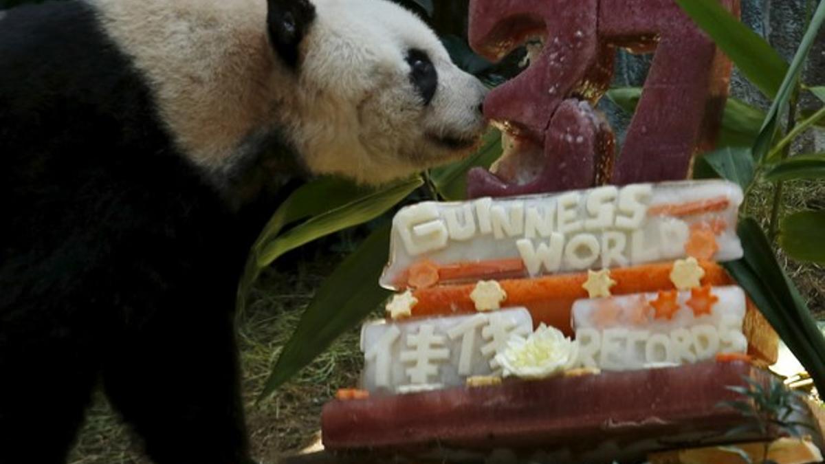 Hielo y zumo de frutas, el pastel de celebración de su 37º cumpleaños de la panda Jia Jia.