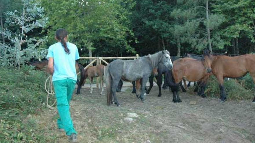 Un momento del cercado de los caballos en el área reservada en Chan de Gagán, en Santomé en Marín.  // Gonzalo Núñez