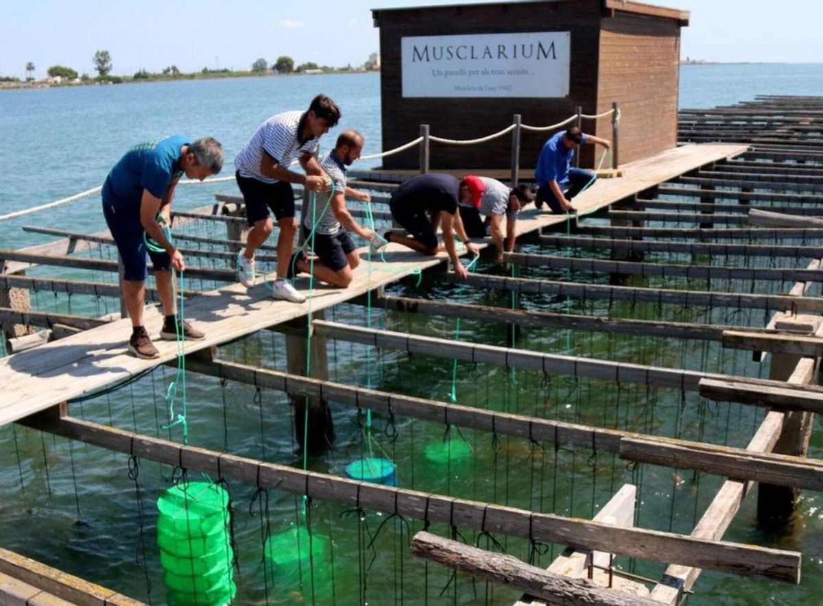 El delta de l’Ebre cria la primera ostra catalana per no dependre del musclo El delta de l’Ebre cria la primera ostra catalana per no dependre del musclo