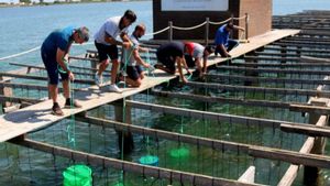 El delta de l’Ebre cria la primera ostra catalana per no dependre del musclo