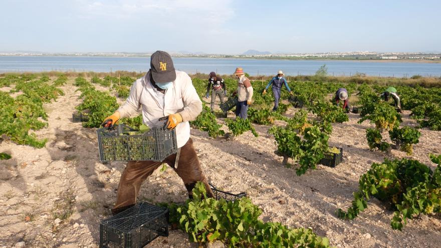 Los ecologistas piden que las viñas de La Mata se sumen al nuevo catálogo de protección de paisajes vitivinícolas