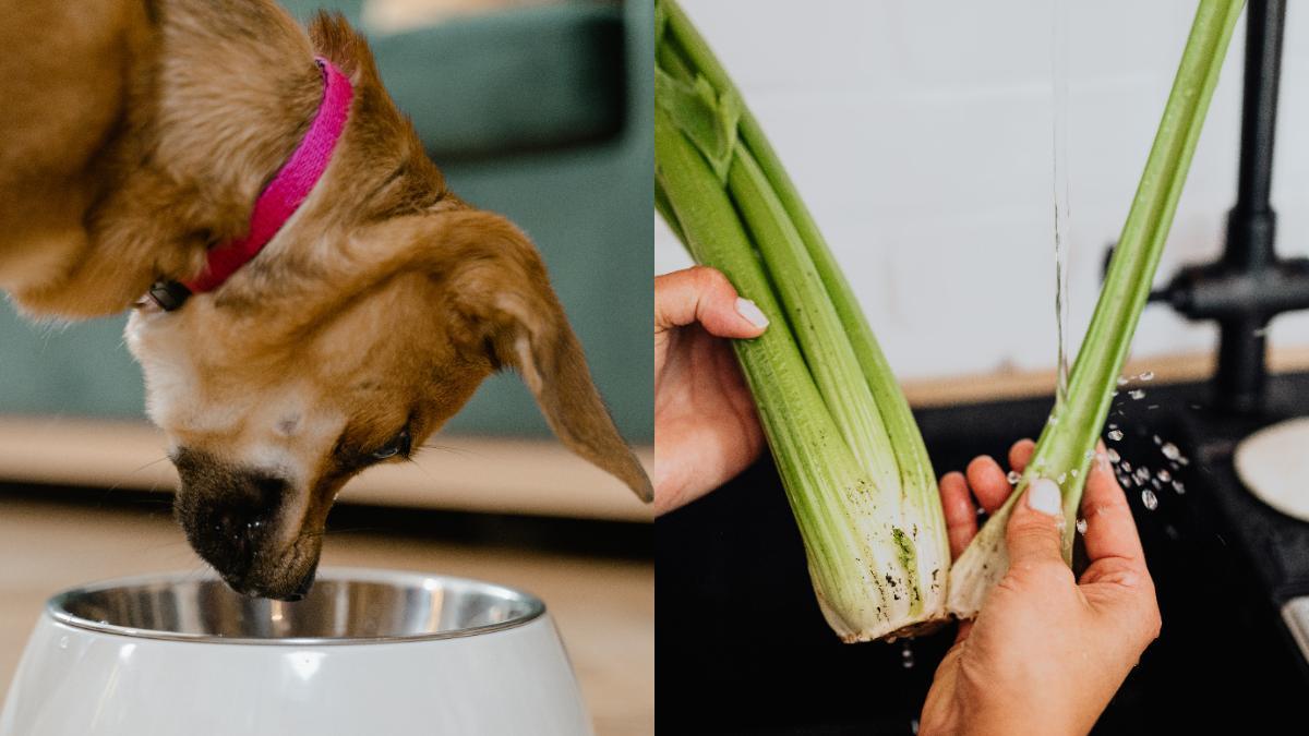 ¿Pueden los perros comer apio?