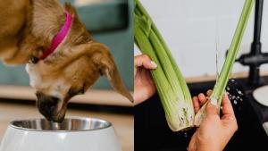 ¿Pueden los perros comer apio?