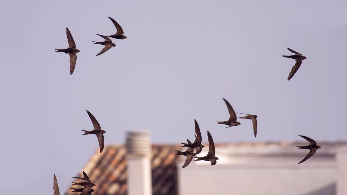 Vencejos en vuelo