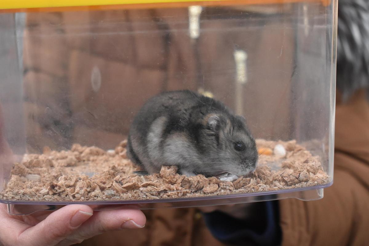 Fotogalería | Así ha sido la celebración de San Antón en el colegio San Antonio de Cáceres