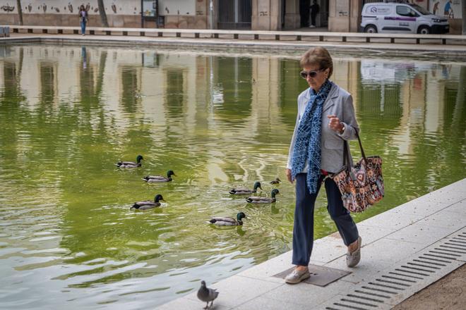 La proliferación de los patos que derrotaron’ al Mercado de la Estrella amenaza el equilibrio de su lago