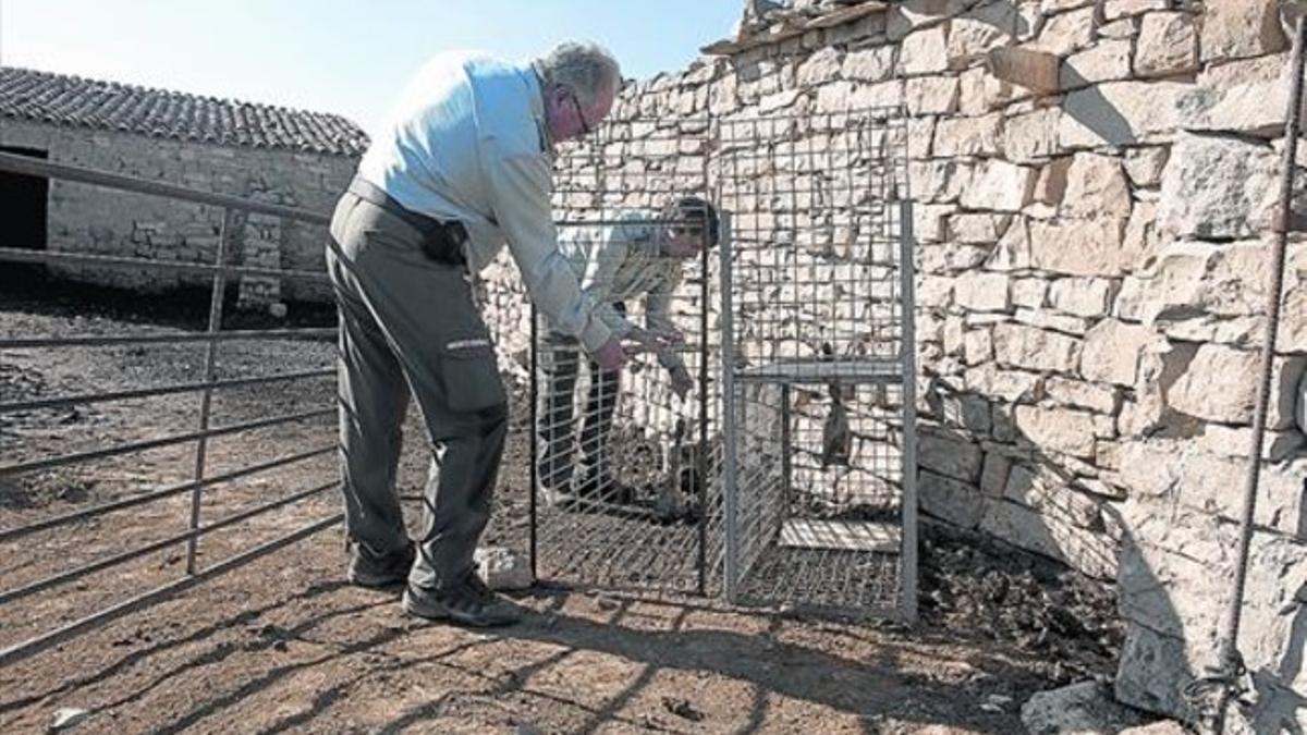 Dos agentes rurales preparan una trampa en la granja atacada por los perros asilvestrados la semana pasada, ayer.