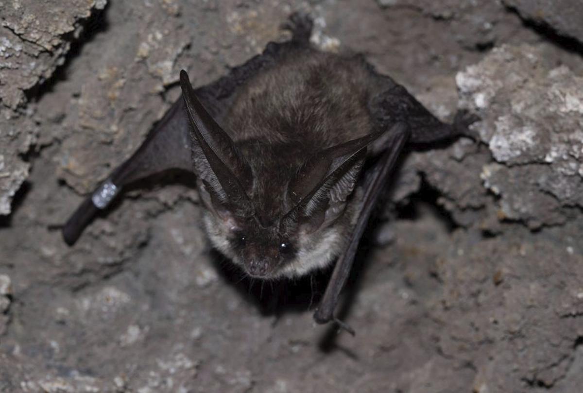 Un ejemplar de murciélago orejudo canario. | E. D.