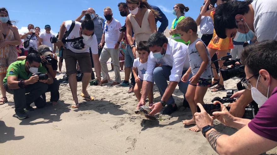 Liberan en el mar diez tortugas bobas en la Región