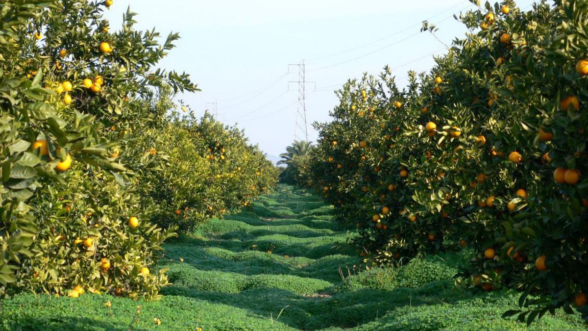 Un campo de naranjas en Sagunt.| D. T.