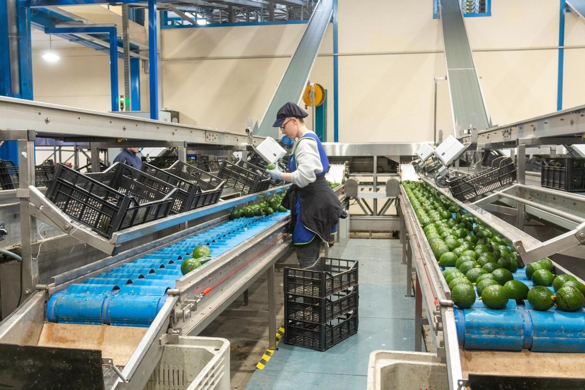 Una mujer trabaja en una empresa de frutas en Granada.