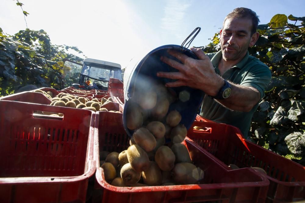 La recogida del kiwi en Pravia