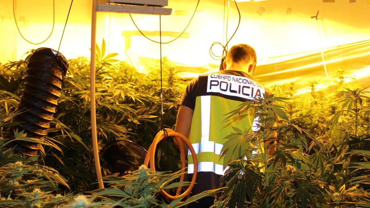 Agentes de la Policía Nacional han intervenido cerca de 2.000 kilogramos de marihuana y unas 30.000 plantas en diferentes puntos de la provincia de Valencia