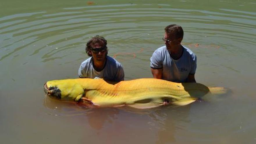 Dos pescadores austríacos capturan un siluro albino en Mequinenza