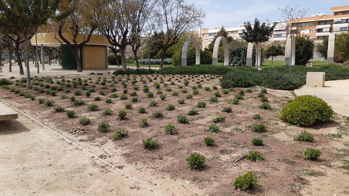 Arbustos plantados en el jardín.