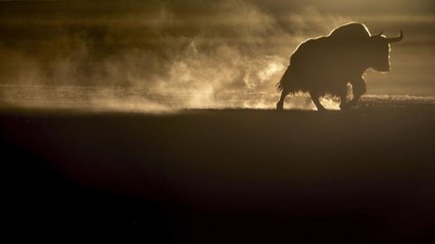 El leopardo de las nieves