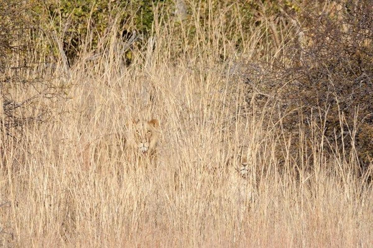 León en el parque nacional de Hwange.