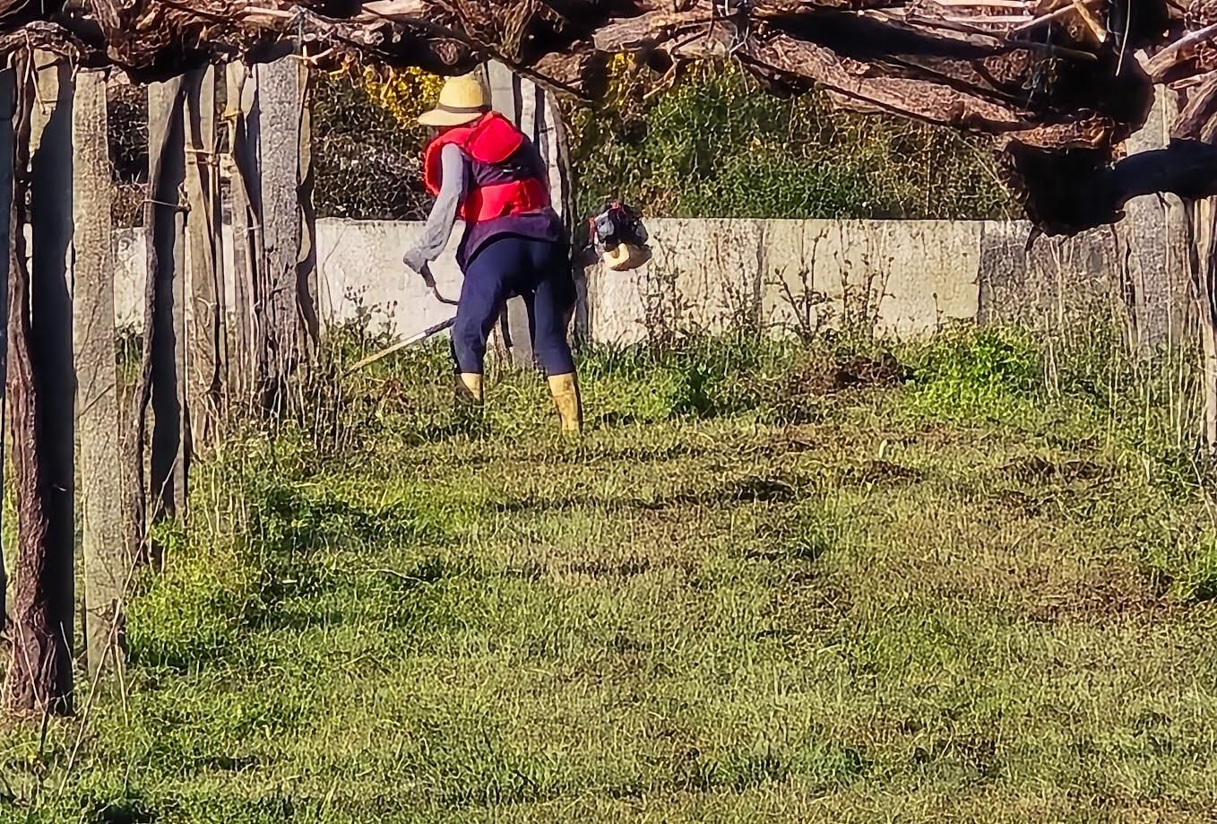 Arousanos aprovechando el buen tiempo para preparar sus tierras de cultivo.