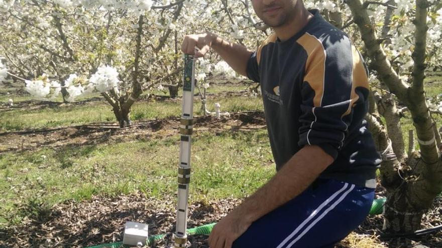 Una investigación de la UPCT permite ahorrar hasta un 40% de agua al cultivar cerezas