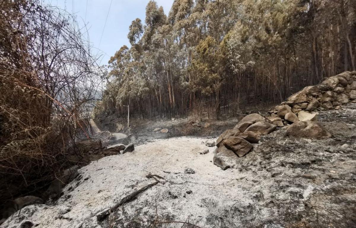 Zona calcinada en Meira.   | // SANTOS ÁLVAREZ