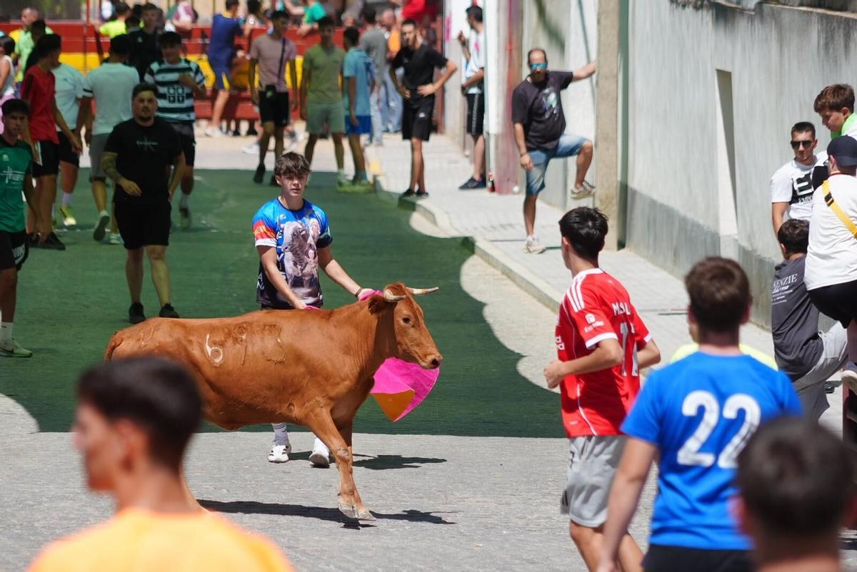 Las vaquillas vuelven tomar la calle en la feria de Añora Las vaquillas vuelven tomar la calle en la feria de Añora
