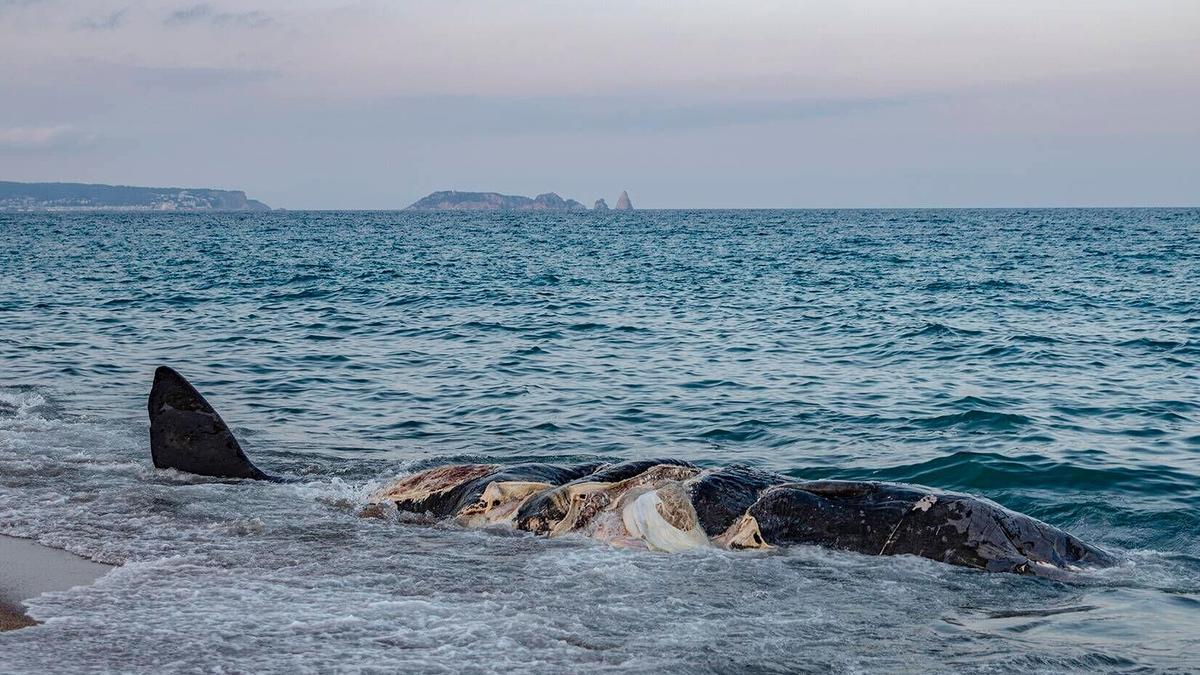 Una ballena, encontrada muerta en la playa de Pals (Baix Empordà, Girona), este sábado.