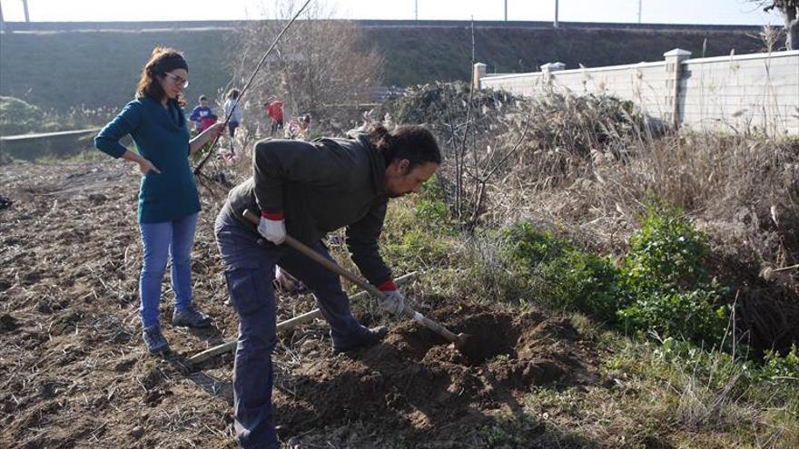 Voluntarios reforestan el cauce del arroyo Montón de la Tierra