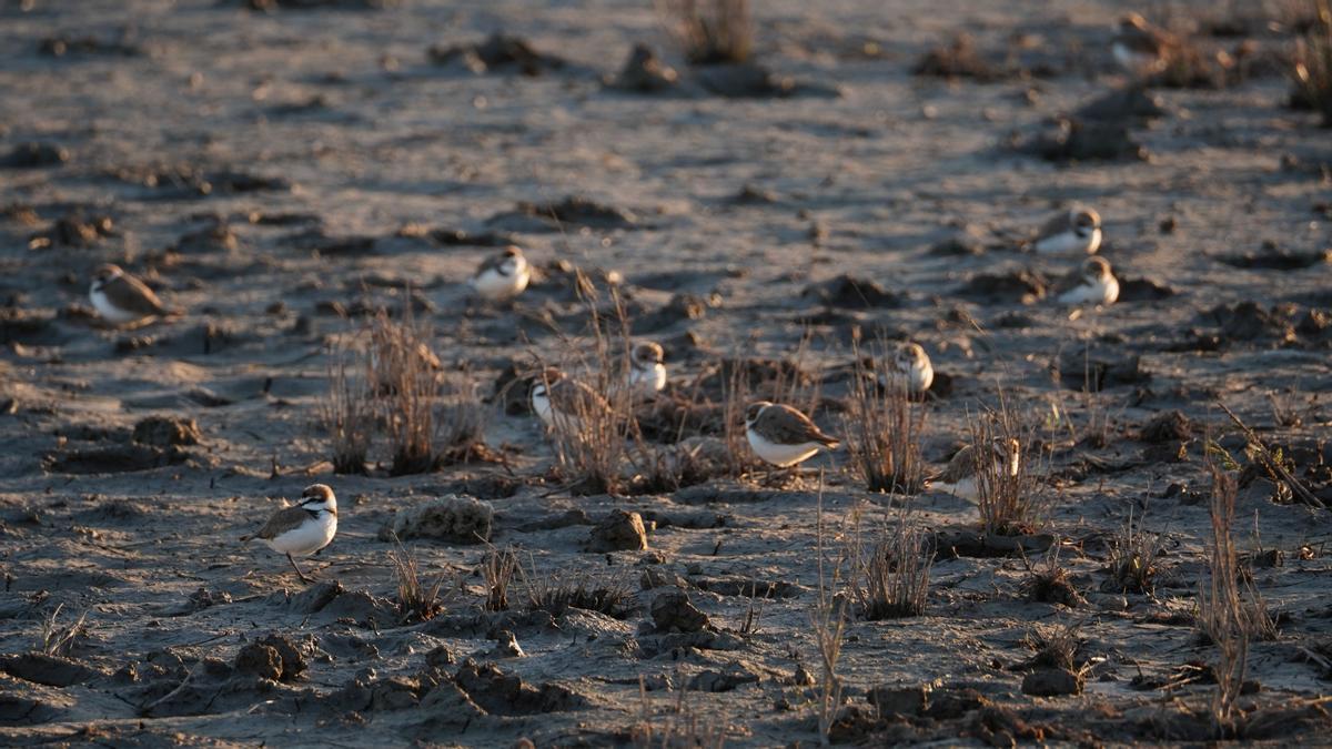 Ejemplares de &#039;picaplatges&#039; en la Reserva Natural de s&#039;Albufereta.