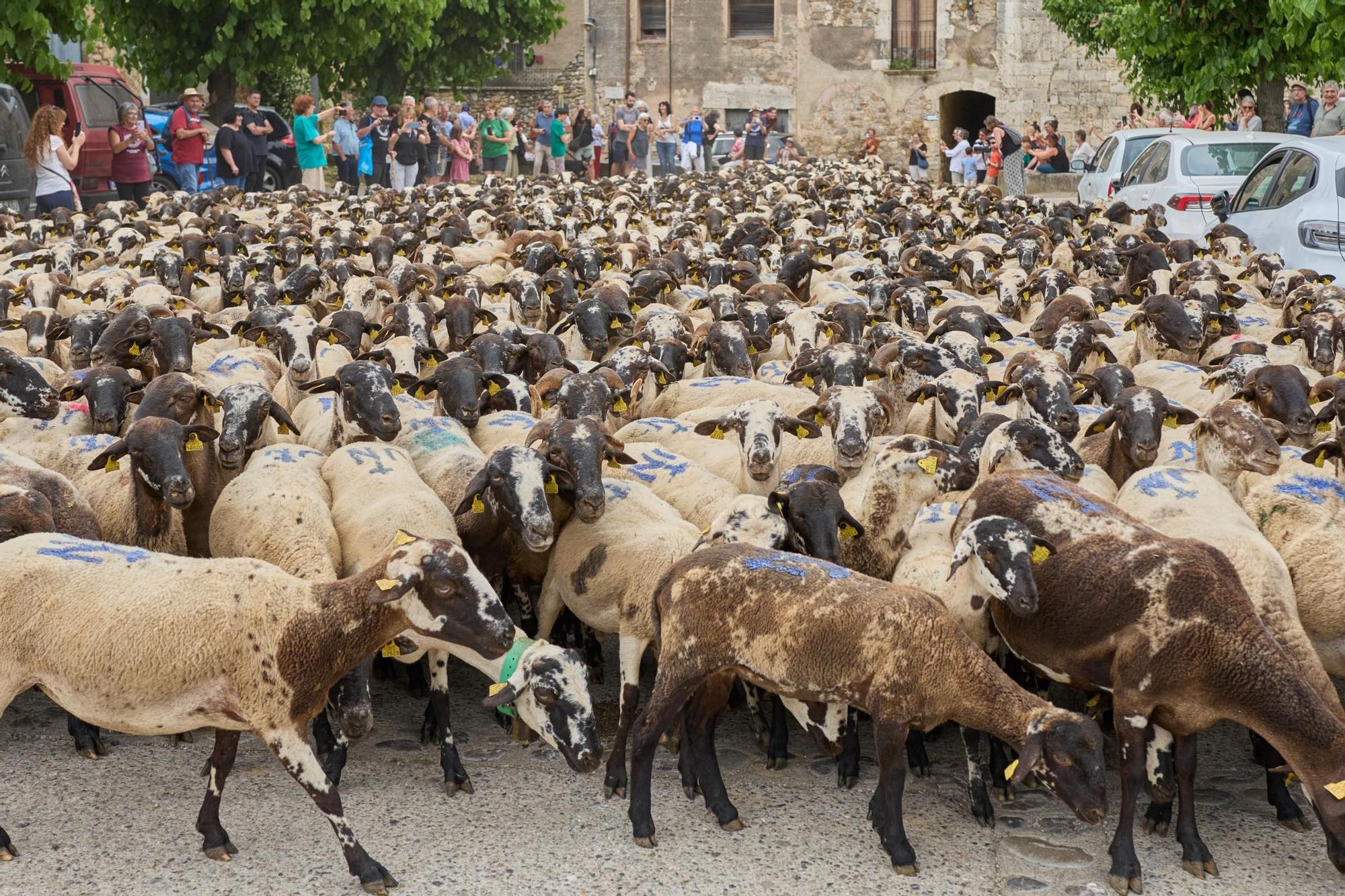 Les fotos de la transhumància del ramat d'ovelles d'Arnau Rubio a Crespià