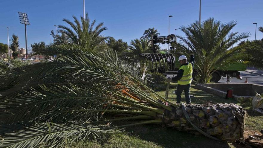 Palmera talada en la rotonda del Parque Municipal de Elche