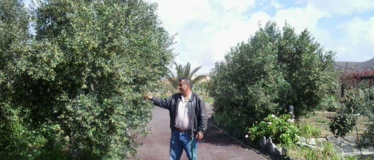 José Santana, presidente de la Asociación de Productores de Aceite de Oliva (Olivafuer) junto a algunos de sus olivos.