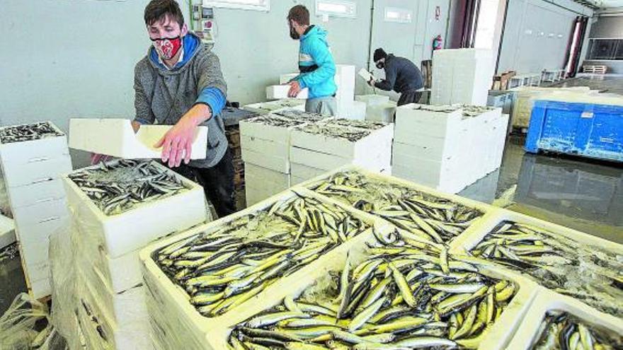 Subasta de pescado en la Lonja de Pescado, y tomates, hasta un 60% más caros. | ALEX DOMÍNGUEZ