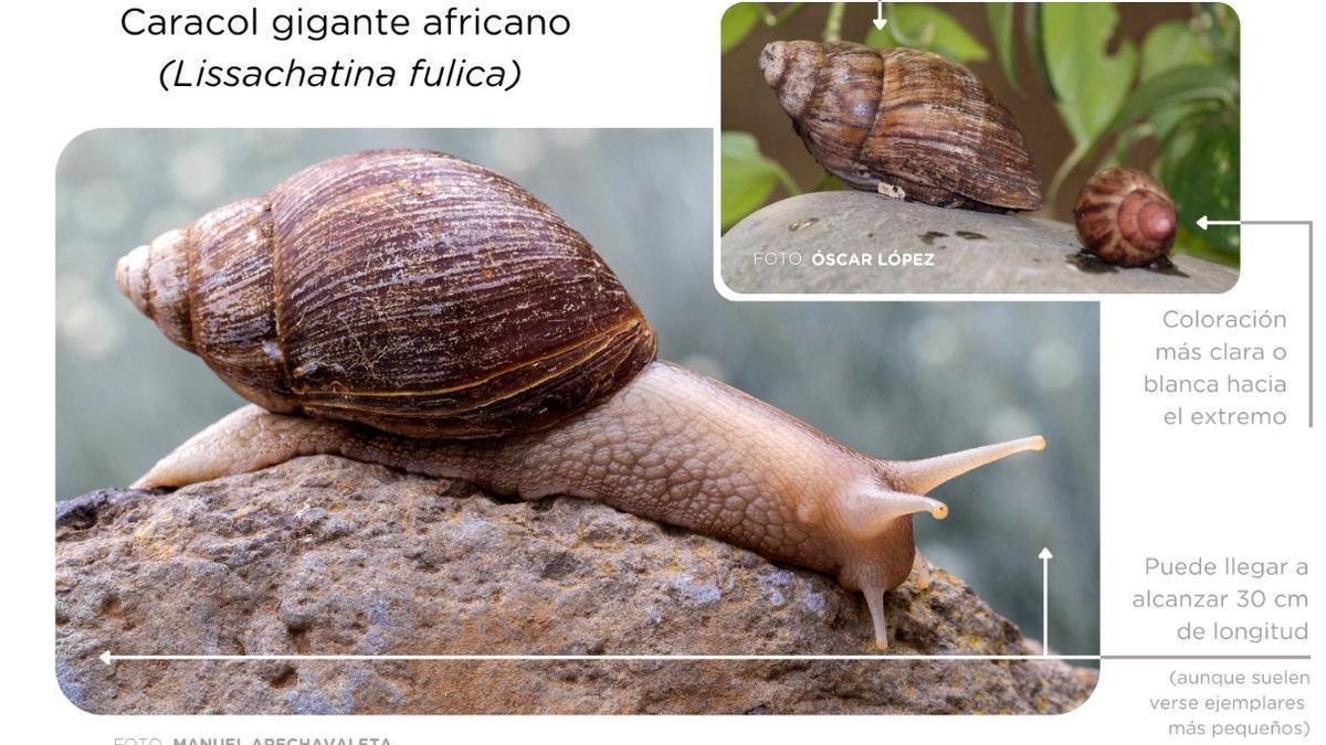 Encuentran en Canarias especímenes de los peligrosos caracoles gigantes africanos