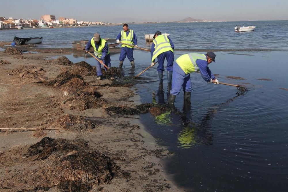 Así trabaja la brigada de limpieza en el Mar Menor