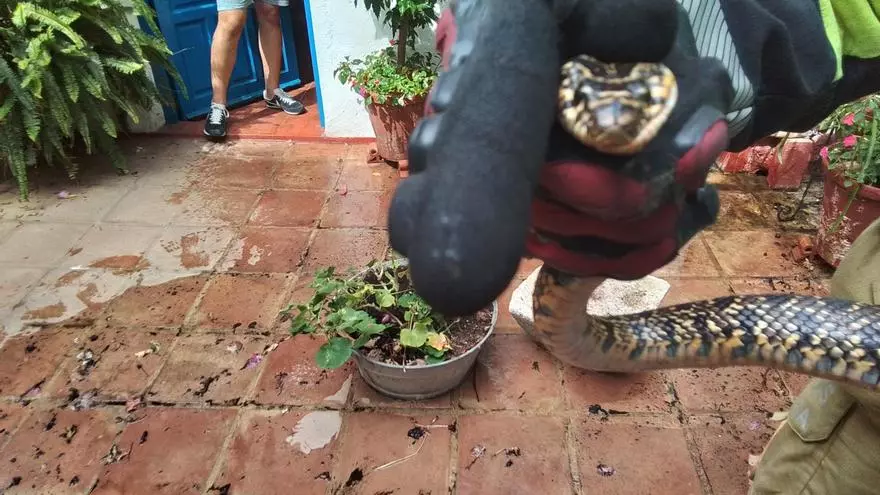 ¿Es venenosa la serpiente de casi dos metros que ha aparecido en una casa del casco histórico de Córdoba?