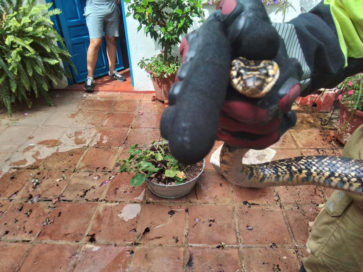 Un bombero sujeta la serpiente capturada este jueves.