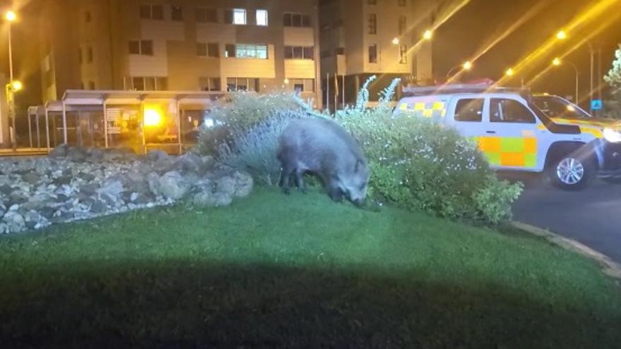 Los animales se alimentaron en las zonas ajardinadas de Vilagarcía.