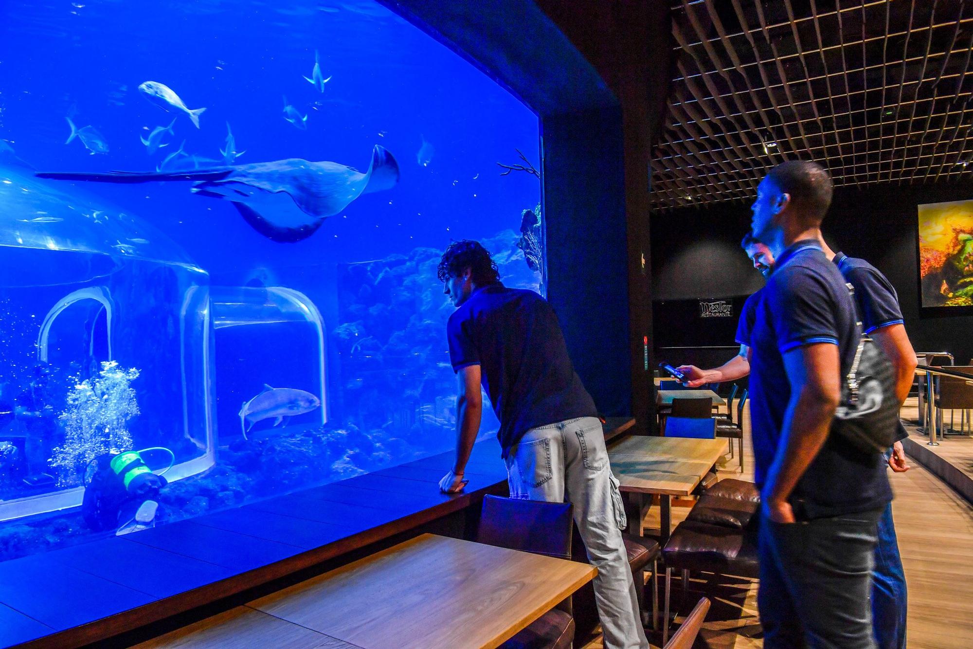 Los jugadores del CB Gran Canaria visitan el acuario Poema del Mar