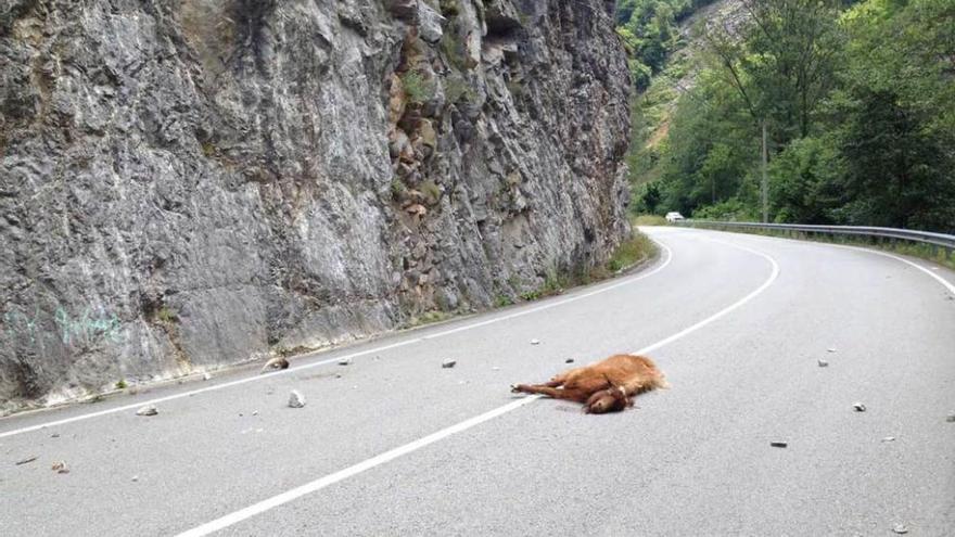 La cabra despeñada, en mitad de la carretera.