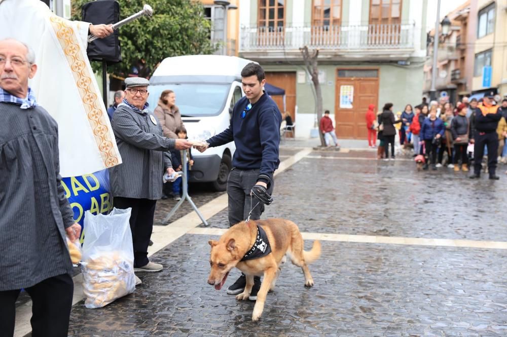 Bendición de animales en Paterna.