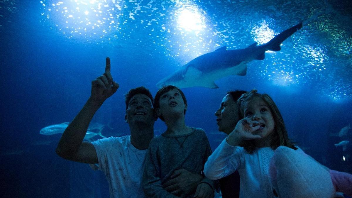 Los asistentes y los tiburones son los protagonistas de la noche del terror del acuario.