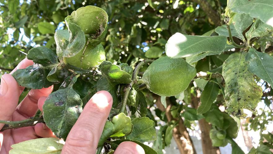 Comando gallego contra la amenaza del limonero