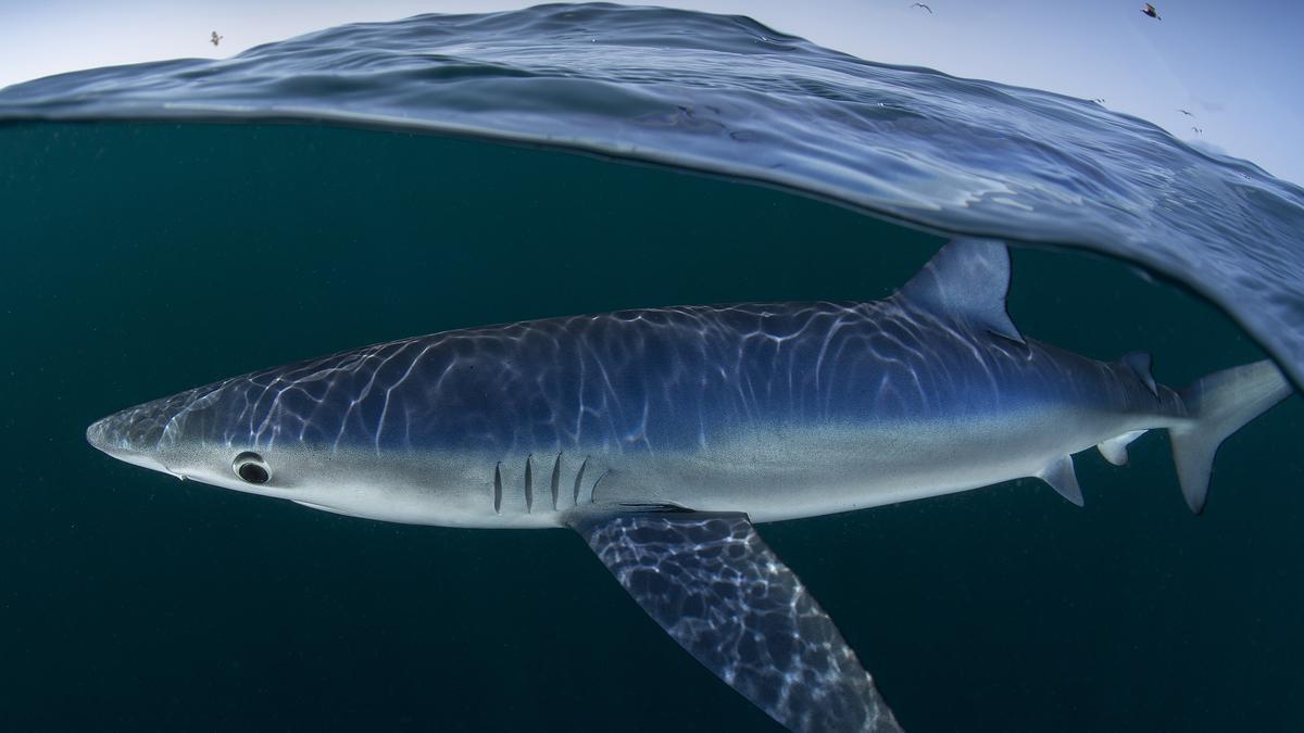 Fotograma del documental &quot;Mar da minha terra&quot;, de Luís Quinta.